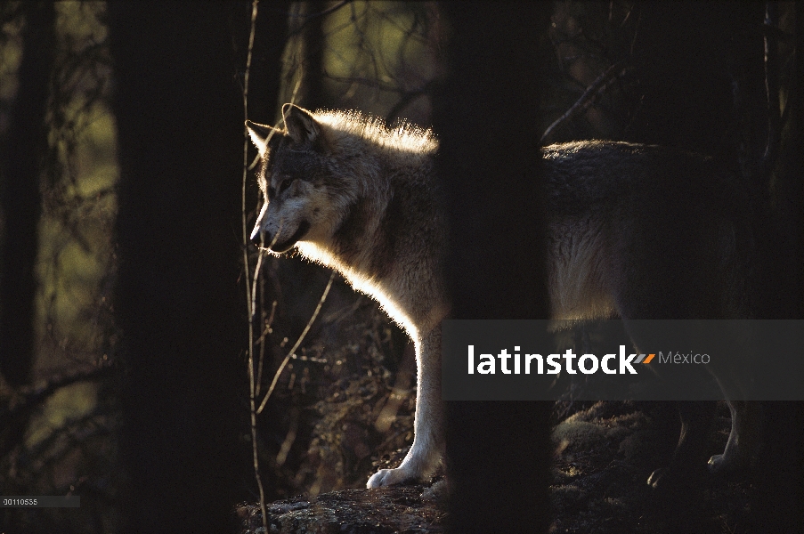 Retroiluminada de lobo (Canis lupus) en bosque, Minnesota