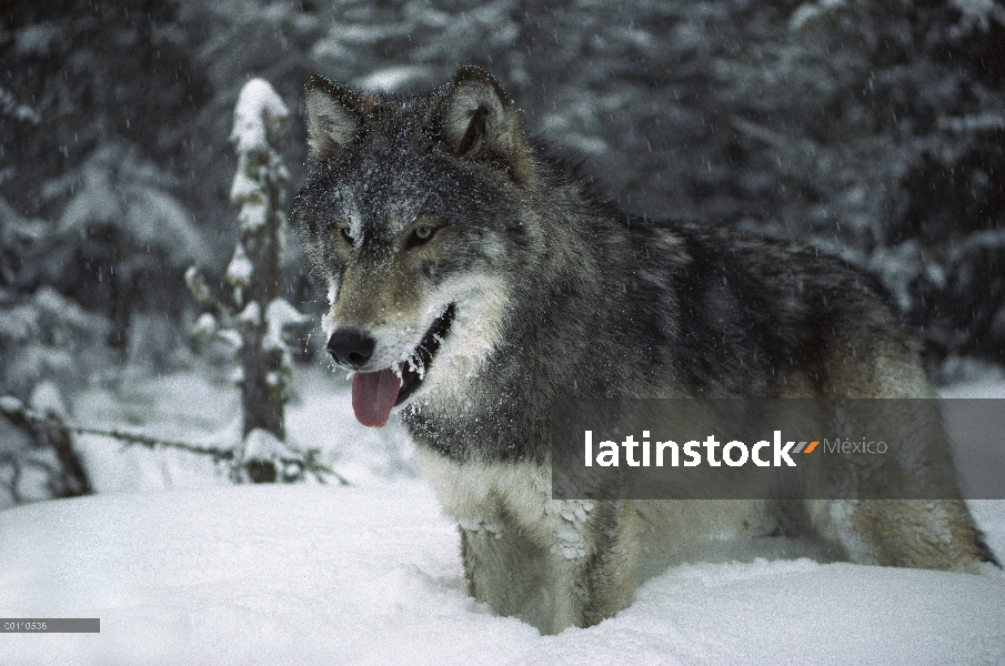 Lobo (Canis lupus) en nieve, Minnesota