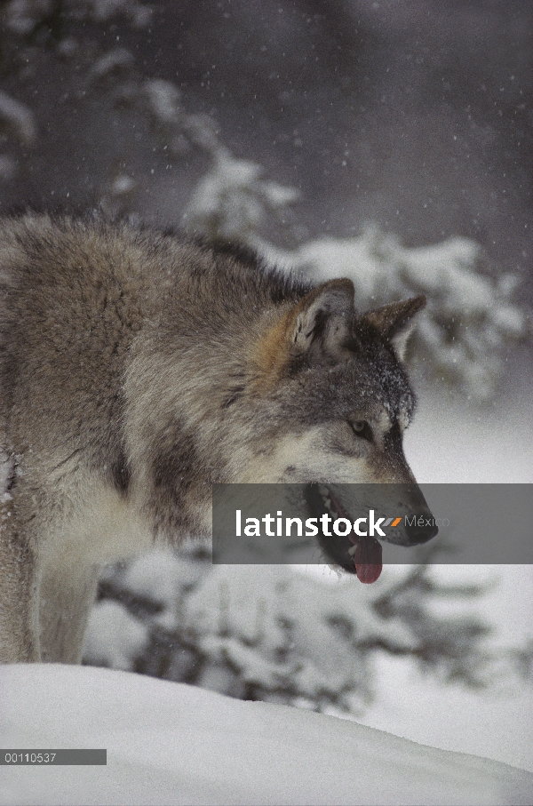 Lobo (Canis lupus) en nieve, Minnesota