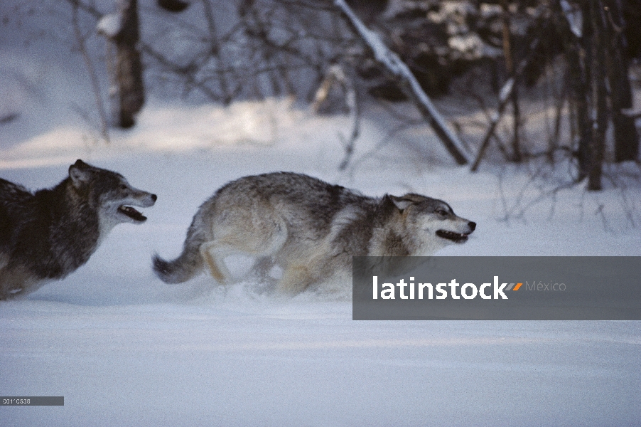 Par de lobo (Canis lupus) jugando en la nieve, Minnesota