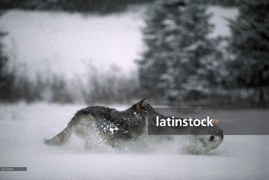 Par de lobo (Canis lupus) jugando en la nieve, Minnesota