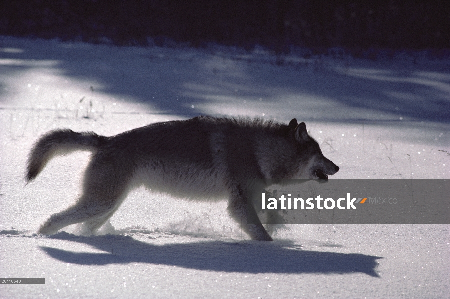 Lobo (Canis lupus) en nieve, Minnesota