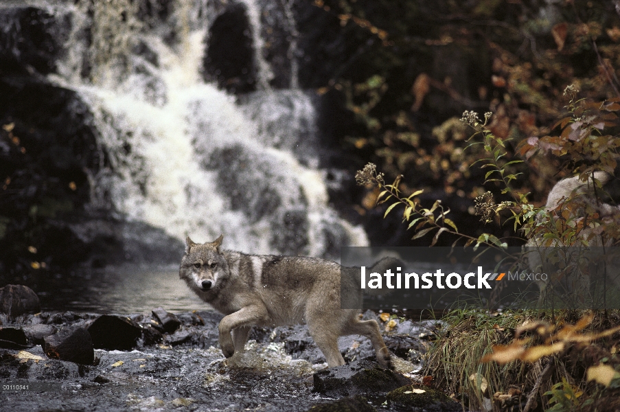 Secuencia de cruce de lobo (Canis lupus), Minnesota