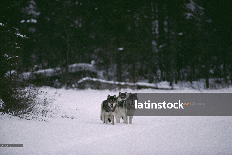 Trío de lobo (Canis lupus) en nieve, Minnesota