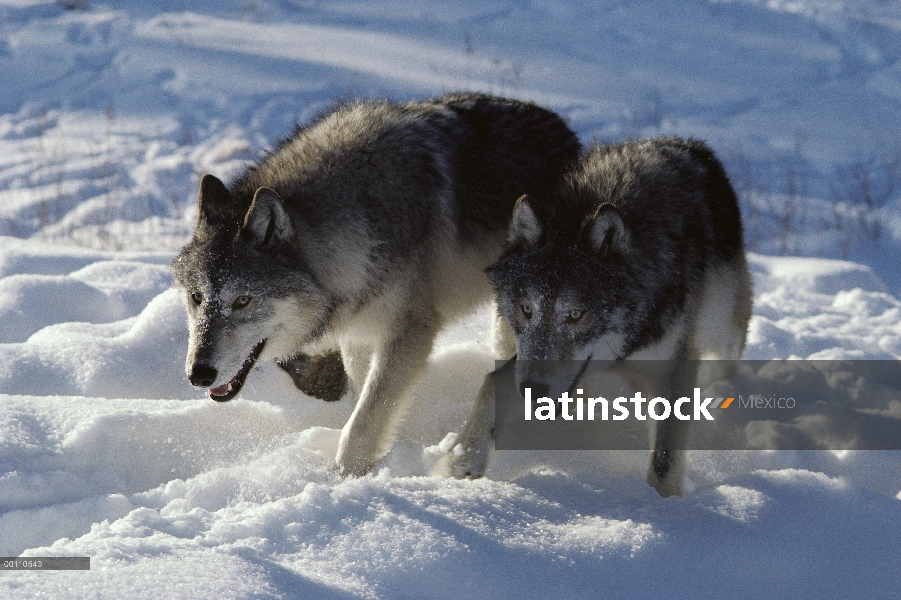 Par de lobo (Canis lupus) en nieve, Minnesota