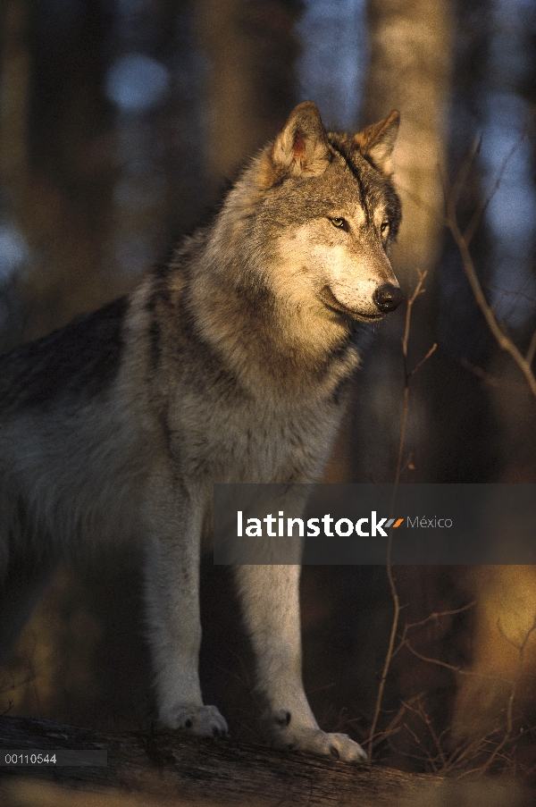 Retrato de lobo (Canis lupus), Northwoods, Minnesota