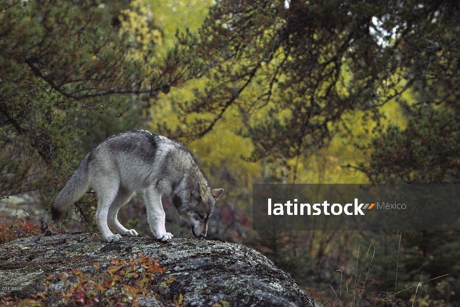 Lobo (Canis lupus) que huele pistas, Minnesota