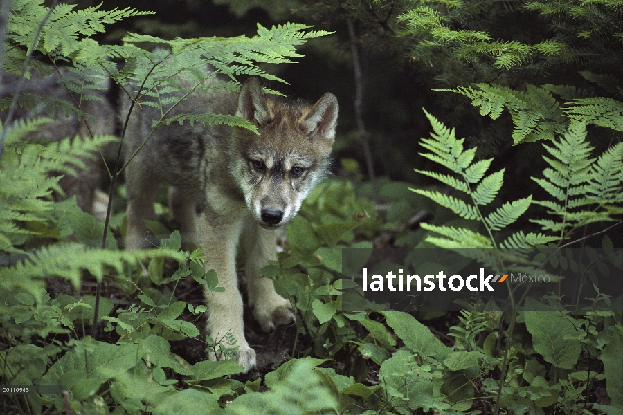 Cachorro de lobo (Canis lupus) en sotobosque de bosque, Minnesota