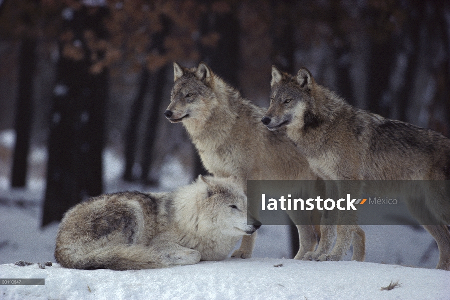 Trío de lobo (Canis lupus) en nieve, Minnesota