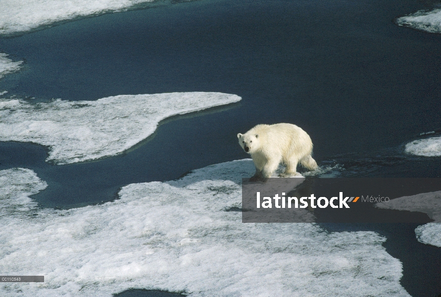 Oso polar (Ursus maritimus) en el campo de hielo, isla de Ellesmere, Nunavut, Canadá