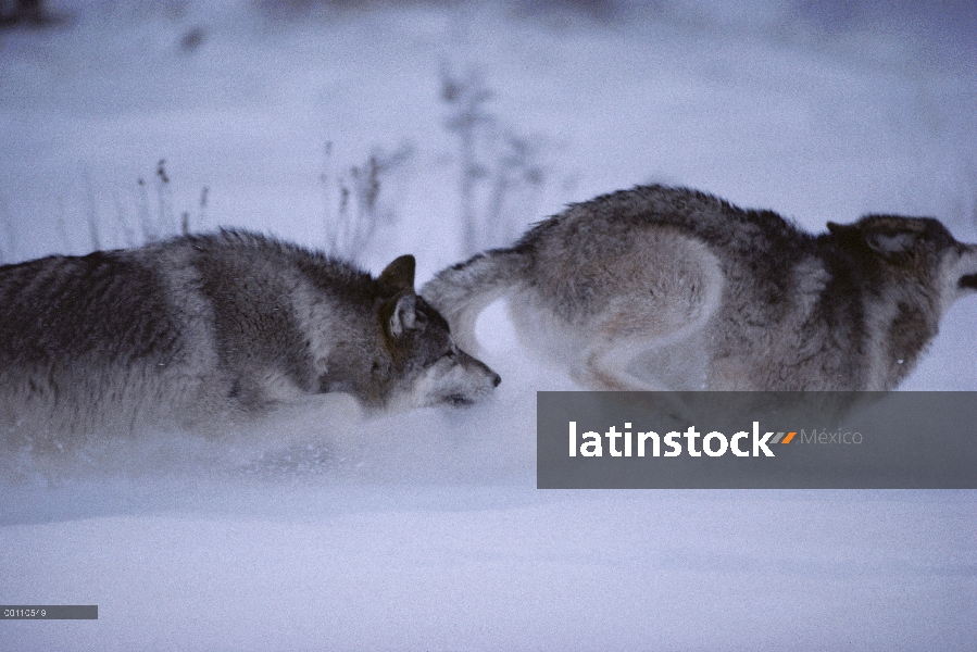 Par de lobo (Canis lupus) jugando en la nieve, Minnesota