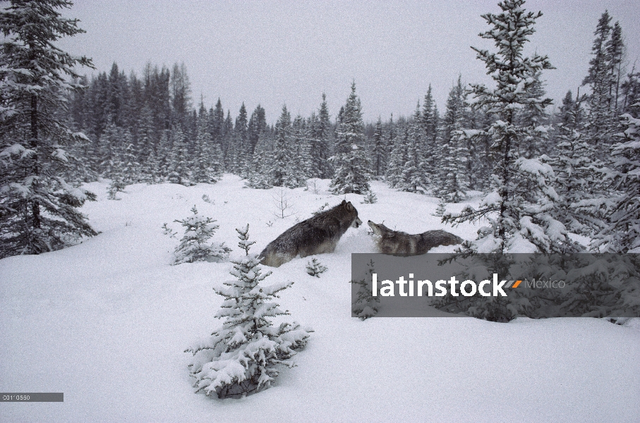 Par de lobo (Canis lupus) jugando en la nieve, Minnesota