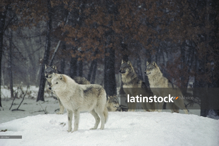 Paquete de lobo (Canis lupus), Minnesota