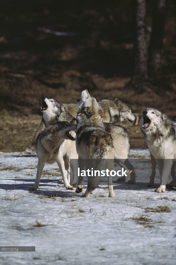 Paquete de lobo (Canis lupus) grito, Nova Scotia, Canadá