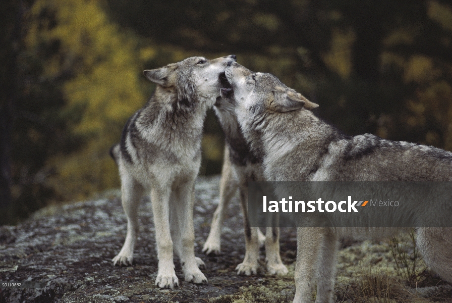 Juveniles del lobo (Canis lupus) en saludo ritual del lobo alfa, Minnesota