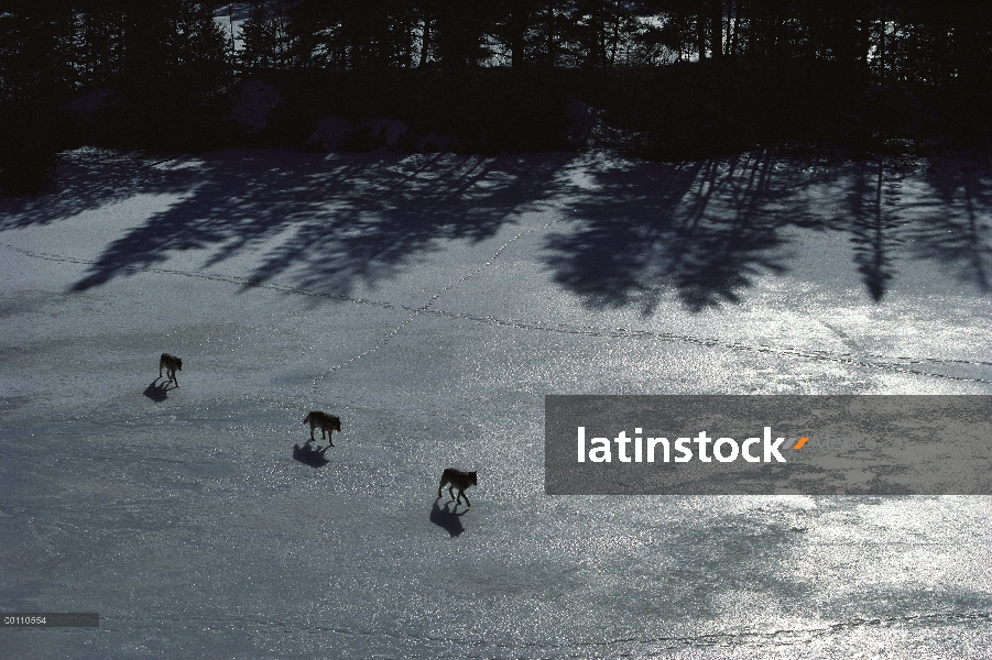 Trío de lobo (Canis lupus) cruzando el congelado lago, Minnesota