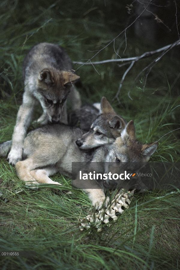 Cachorros de lobo (Canis lupus) jugando con huesos, Minnesota