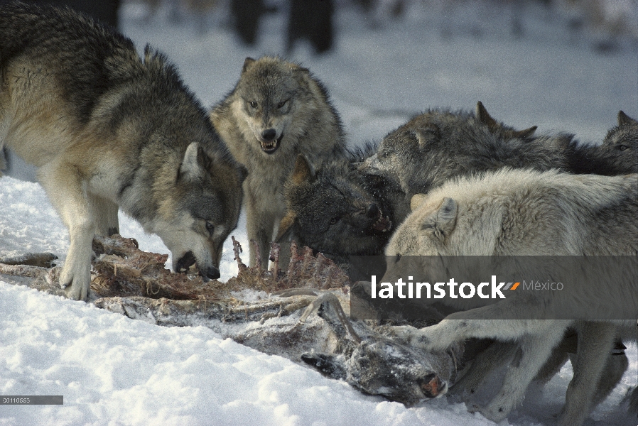 Paquete de lobo (Canis lupus) alimentándose de matar venados de cola blanca (Odocoileus virginianus)