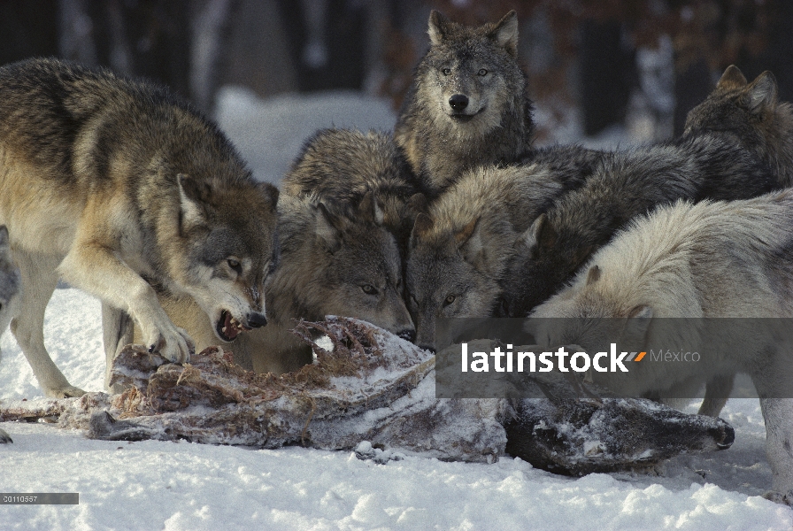 Paquete de lobo (Canis lupus) de alimentación en el canal de venado de cola blanca (Odocoileus virgi