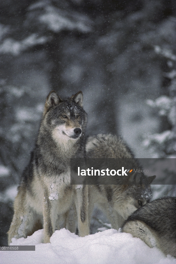 Trío de lobo (Canis lupus) en nieve, Minnesota