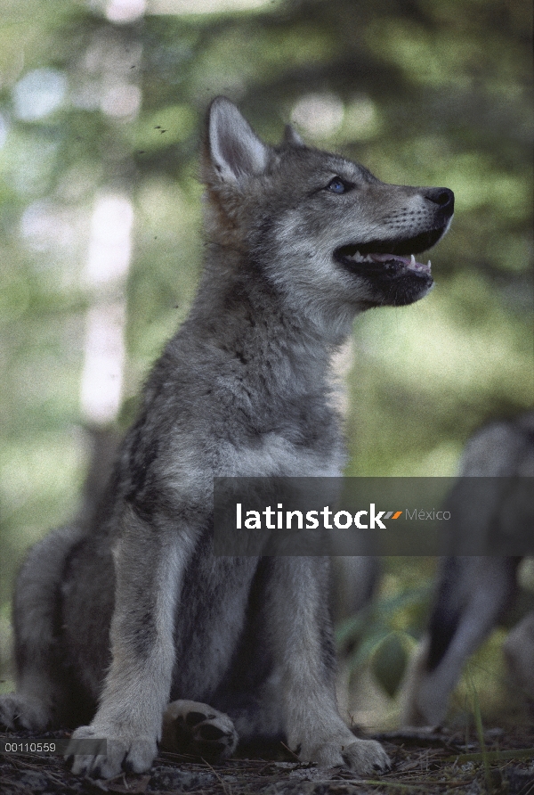 Cachorro de lobo (Canis lupus), Minnesota