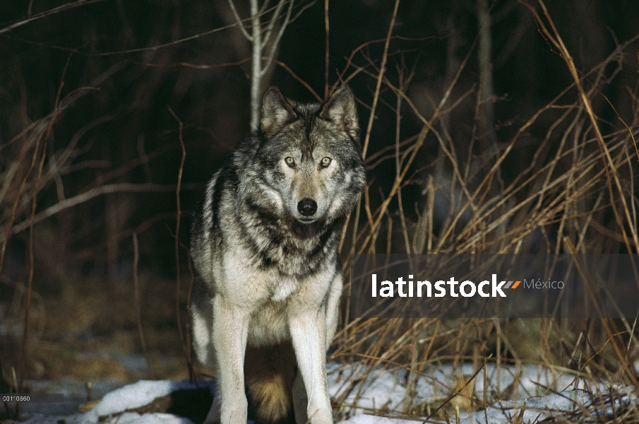 Lobo (lupus de Canis) retrato, Nova Scotia, Canadá