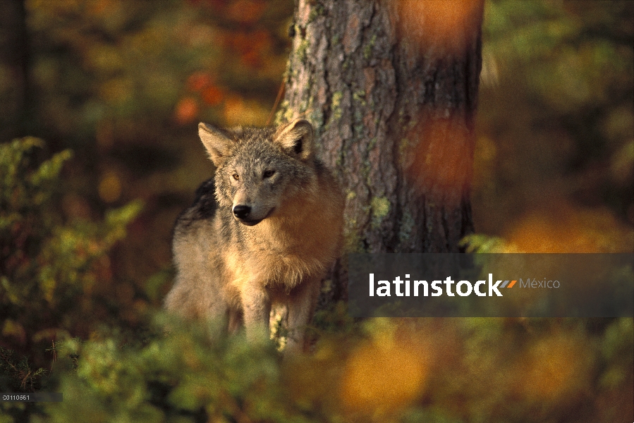 Juvenil de lobo (Canis lupus) en bosque, Minnesota