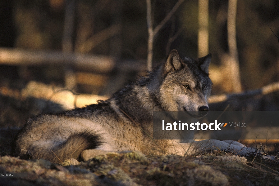 Lobo (lupus de Canis) descansando sobre el suelo del bosque, Minnesota