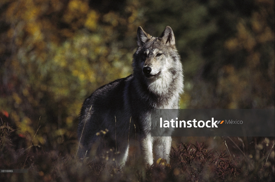 Retrato de lobo (Canis lupus), Minnesota