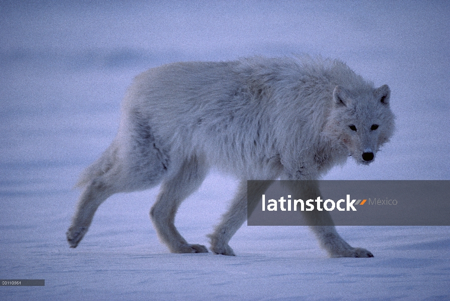 Lobo Ártico (Canis lupus) en nieve, isla de Ellesmere, Nunavut, Canadá