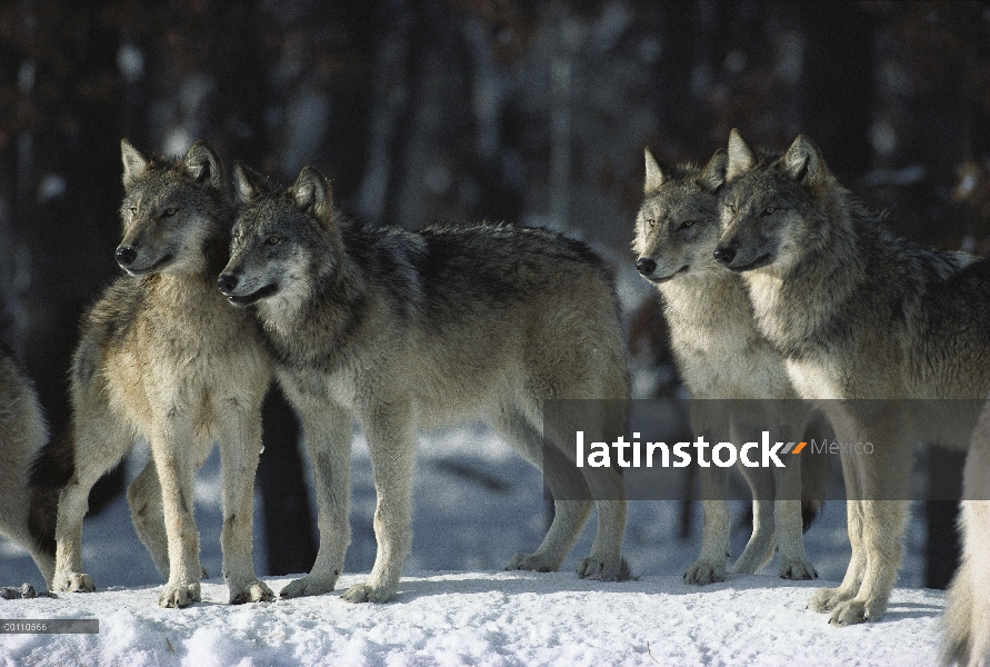 Paquete de lobo (Canis lupus), Minnesota