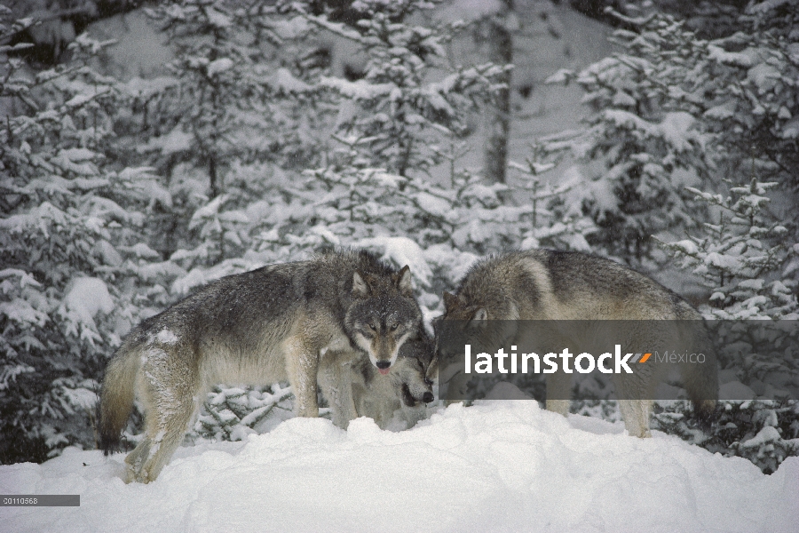 Trío de lobo (Canis lupus) en nieve, Minnesota