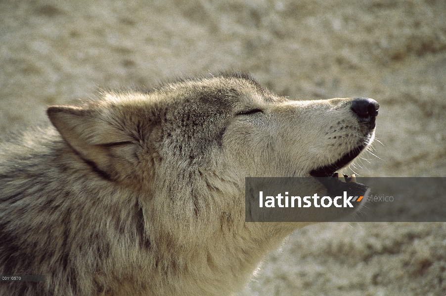 Lobo (lupus de Canis) grito, Minnesota