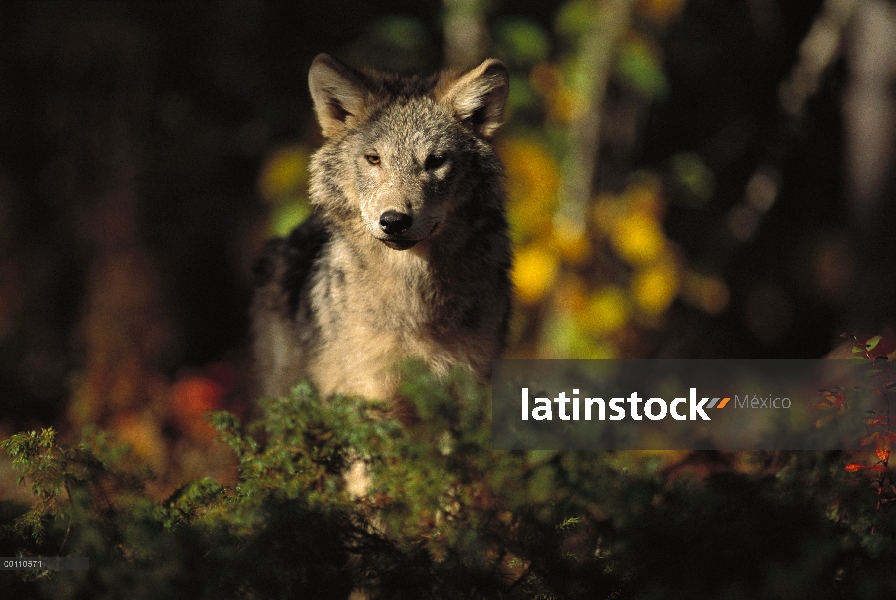 Juvenil de lobo (Canis lupus) en bosque, Minnesota