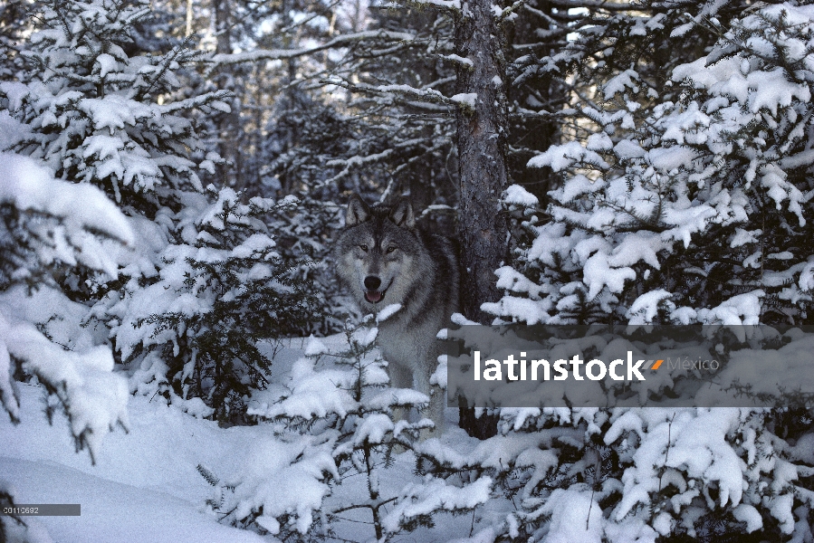 Lobo (lupus de Canis) camuflado en medio de árboles nevados, Minnesota