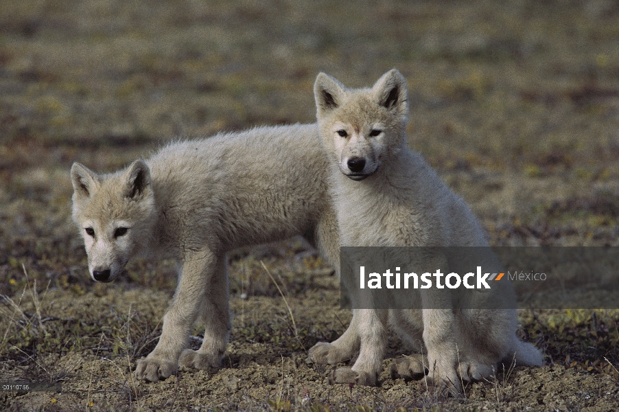 Crías de lobo Ártico (Canis lupus), isla de Ellesmere, Nunavut, Canadá