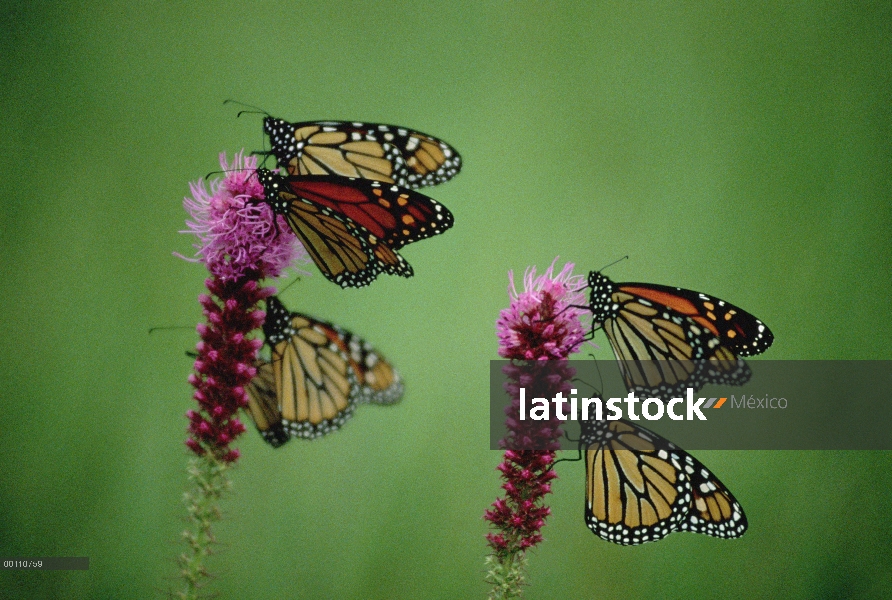 Grupo de mariposa monarca (Danaus plexippus) descansando en las flores de Thickspike Gayfeather (Lia