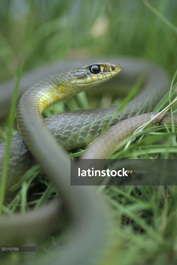 Este retrato de vientre amarillo Racer (Coluber constrictor flaviventris), Dakota del sur