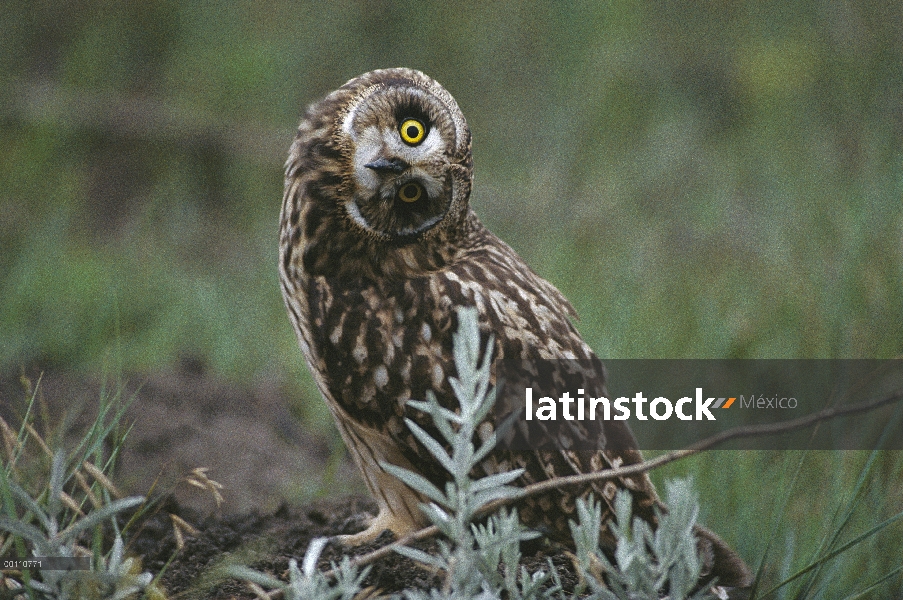 Buho Short-eared (flammeus de Asio) con la cabeza amartillada, Tallgrass Prairie Preserve nacional, 