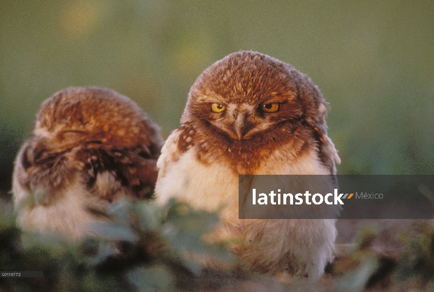 Pollos de lechuza (Athene cunicularia), Dakota del sur