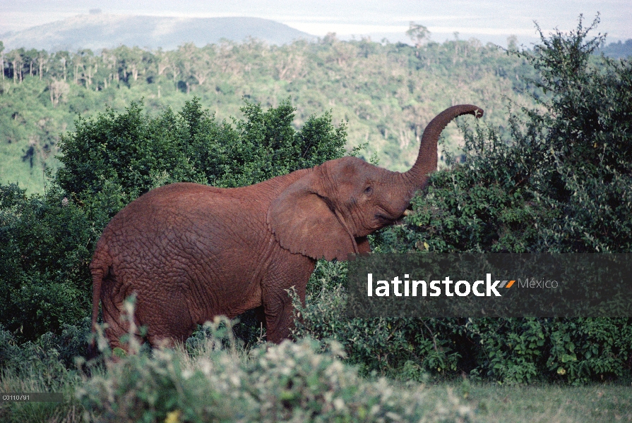 Elefante africano (Loxodonta africana) alimentándose del árbol, Parque Nacional de Aberdare, Kenia