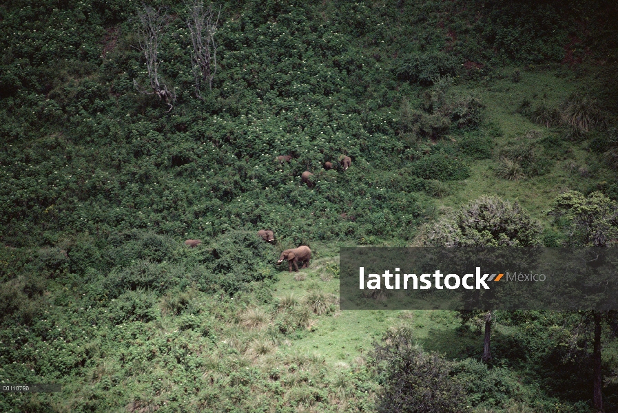 Elefante africano (Loxodonta africana) manada de forrajeo entre árboles, Parque Nacional de Aberdare