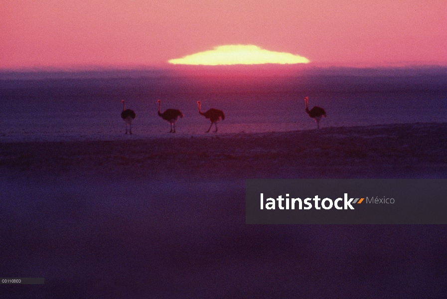 Grupo de avestruz (Struthio camelus) al atardecer, Namibia