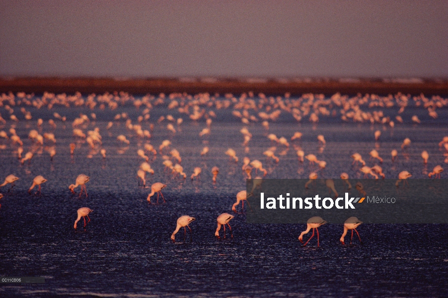 Rebaño de Flamingo (Phoenicopterus minor) menor de alimentación en la laguna, Namibia