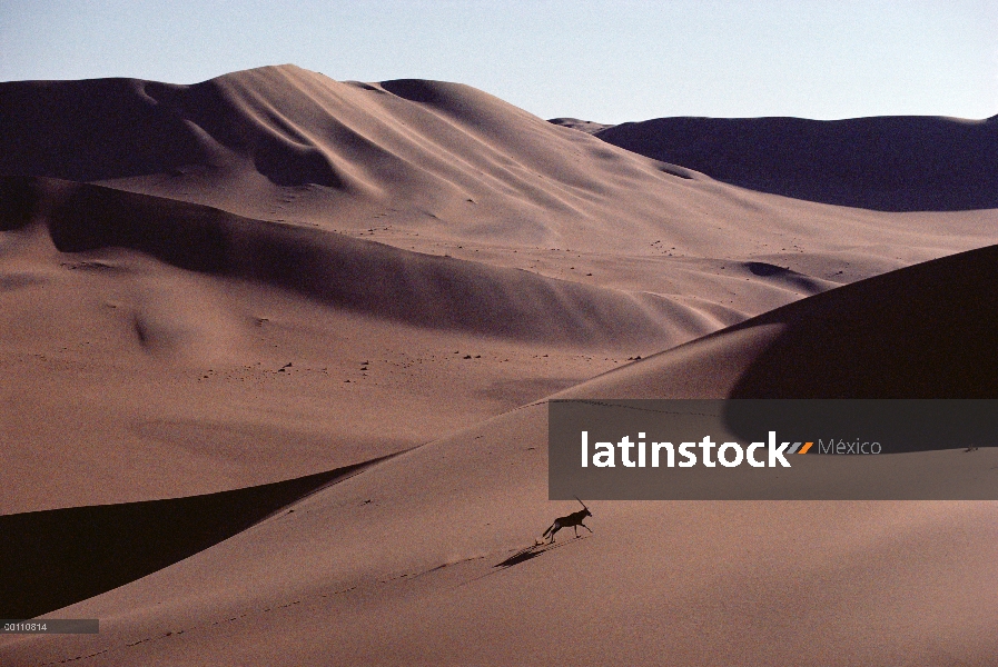 Gemsbok (Oryx gazella) funcionando a través de dunas de arena, desierto de Namib, Namibia