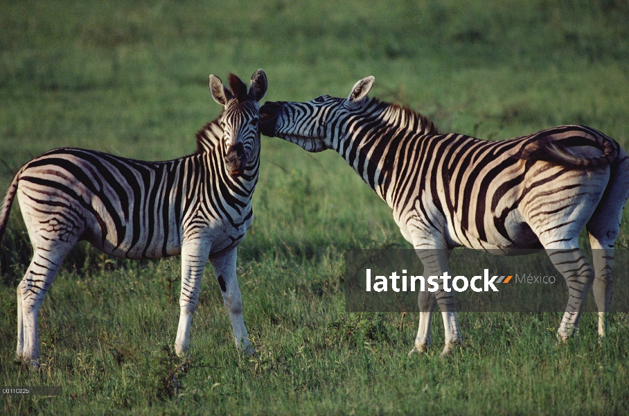 Varones jóvenes de la cebra (Equus quagga) lucha, Sudáfrica