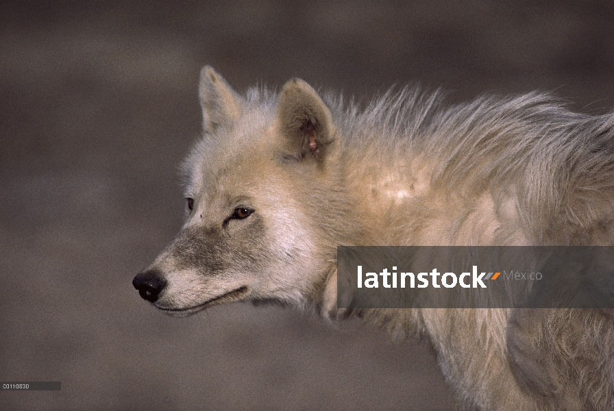 Retrato del lobo Ártico (Canis lupus), isla de Ellesmere, Nunavut, Canadá