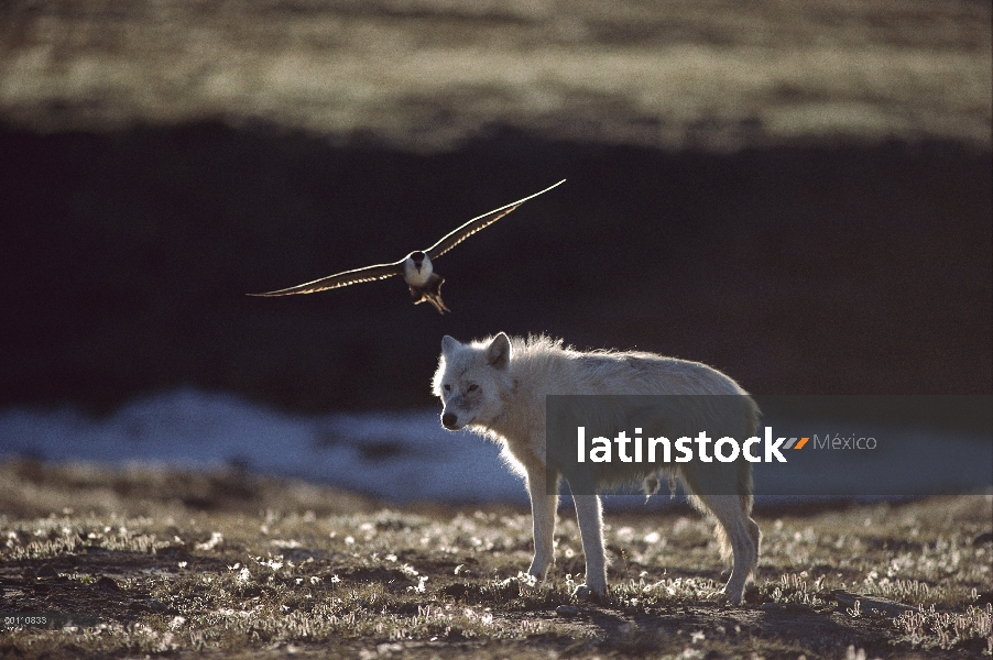 Jaeger largo-atado (Stercorarius longicaudus) ataca el lobo Ártico (Canis lupus) pie demasiado cerca