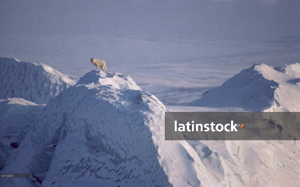 Hombre lobo Ártico (Canis lupus) en iceberg, isla de Ellesmere, Nunavut, Canadá