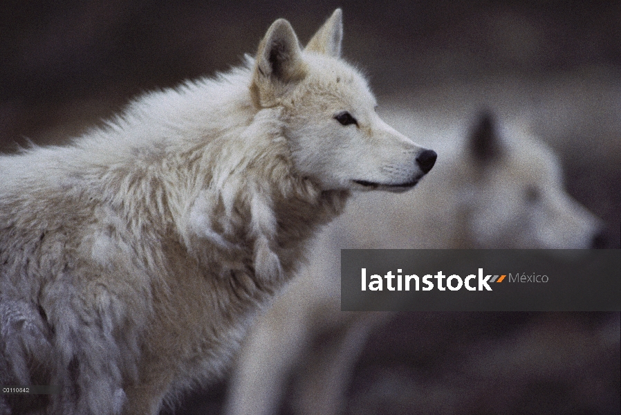 Retrato del lobo Ártico (Canis lupus), isla de Ellesmere, Nunavut, Canadá